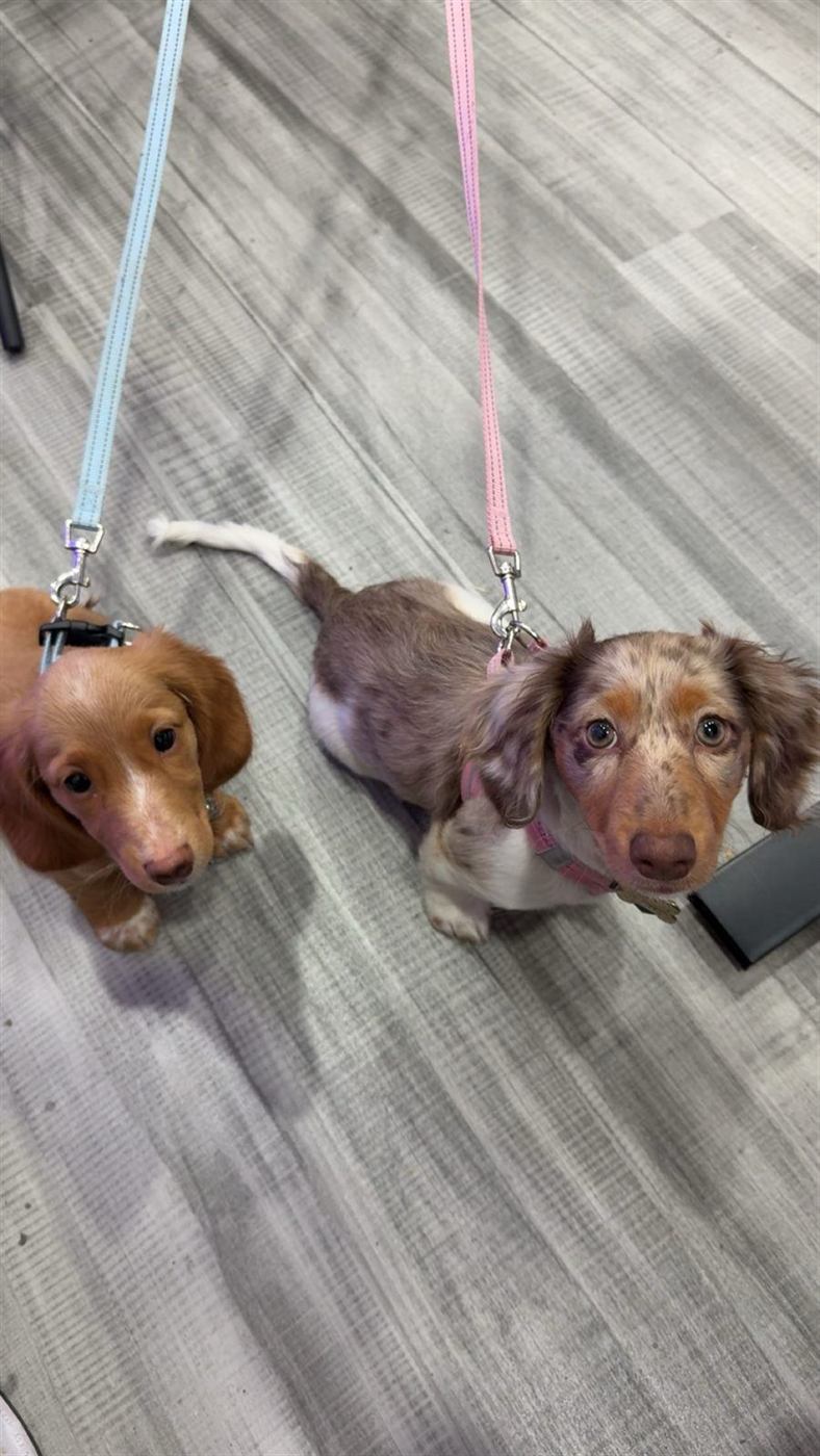 Jonathan's mini long-haired wiener dogs: Soup on the left and Dr. Pepper on the right