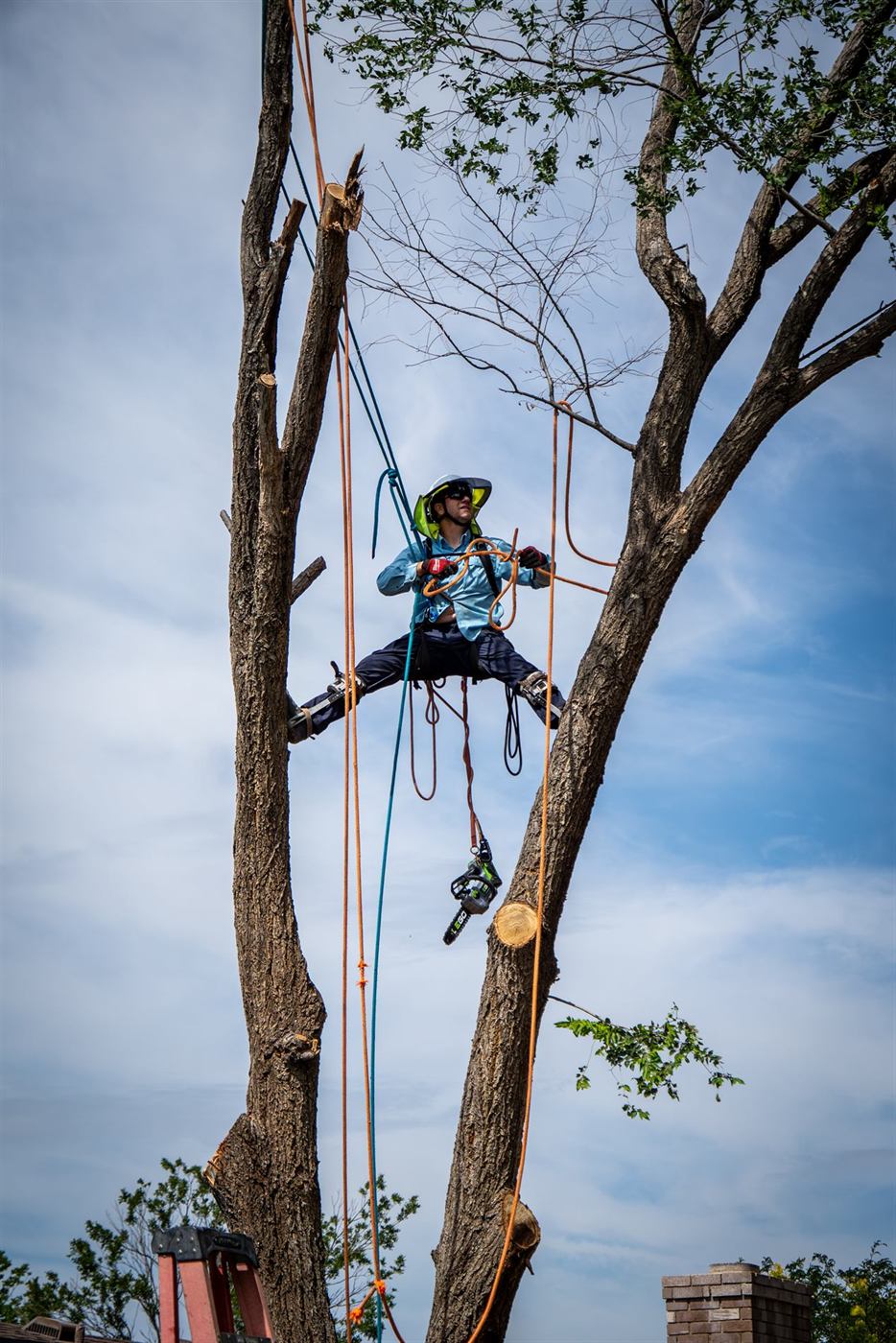 A tree climber doing the splits between two trunks