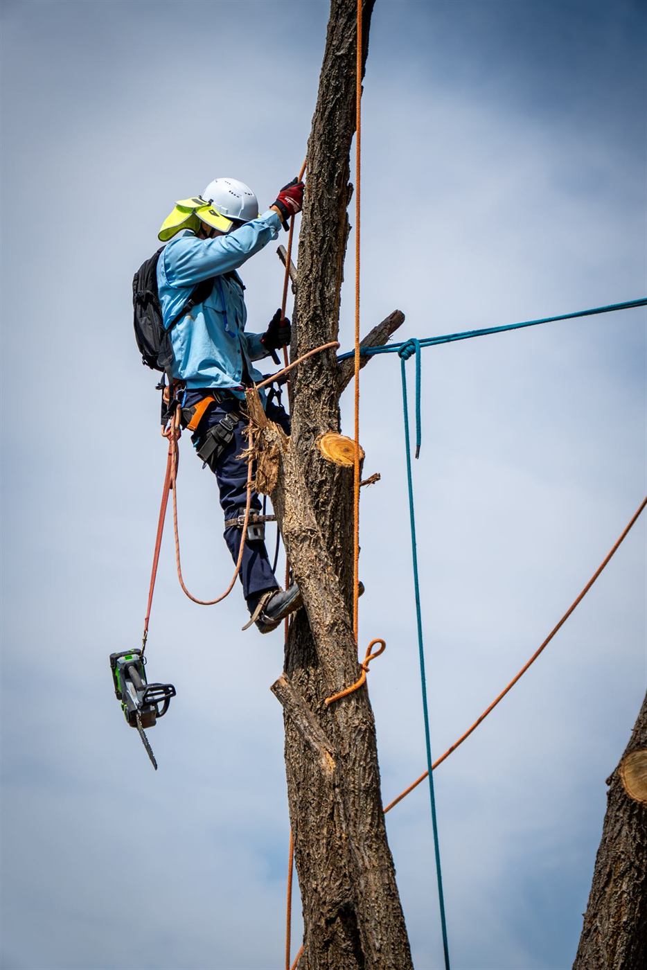 A climber rigging a limb with ropes and a saw