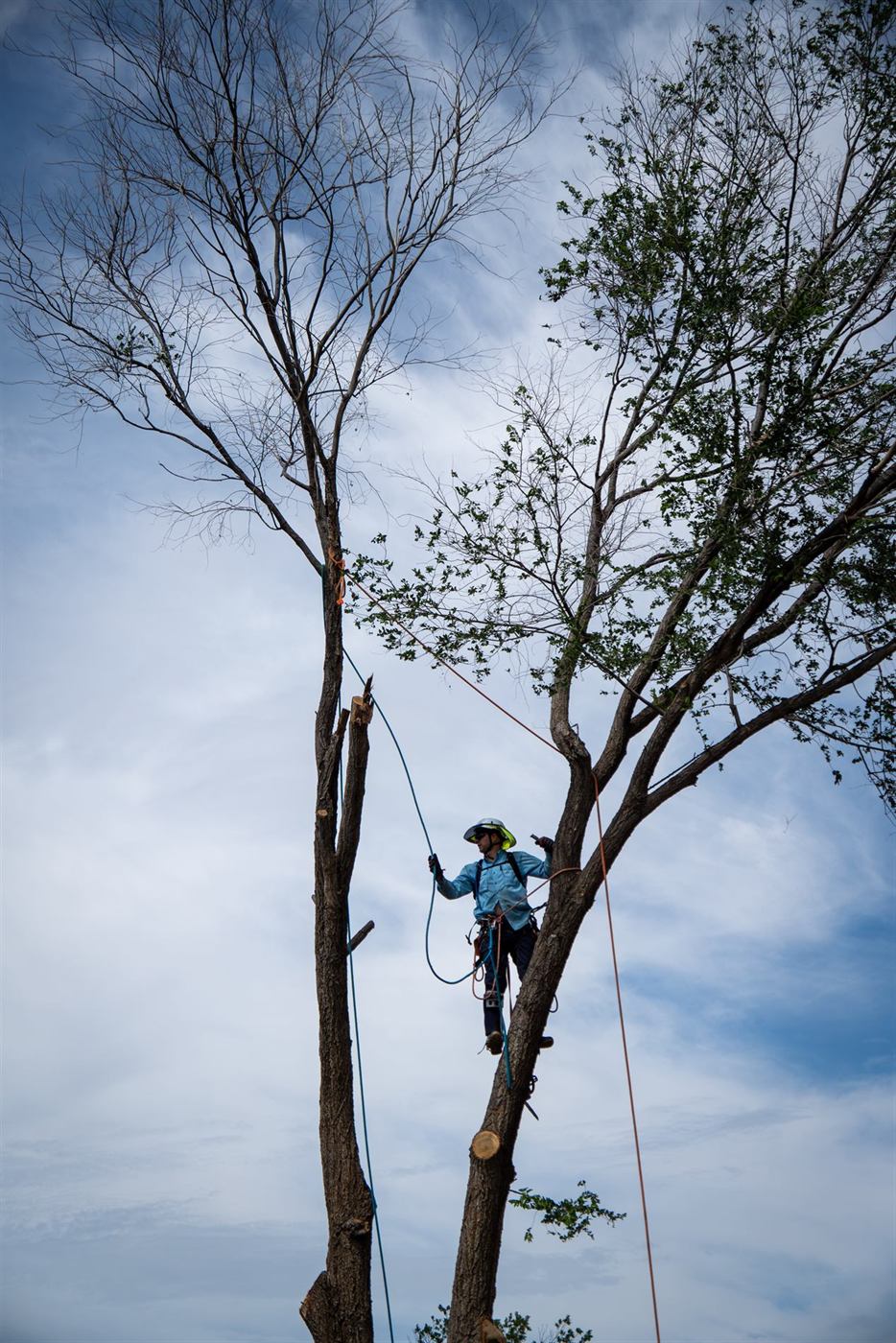 A climber high in a tree against the sky