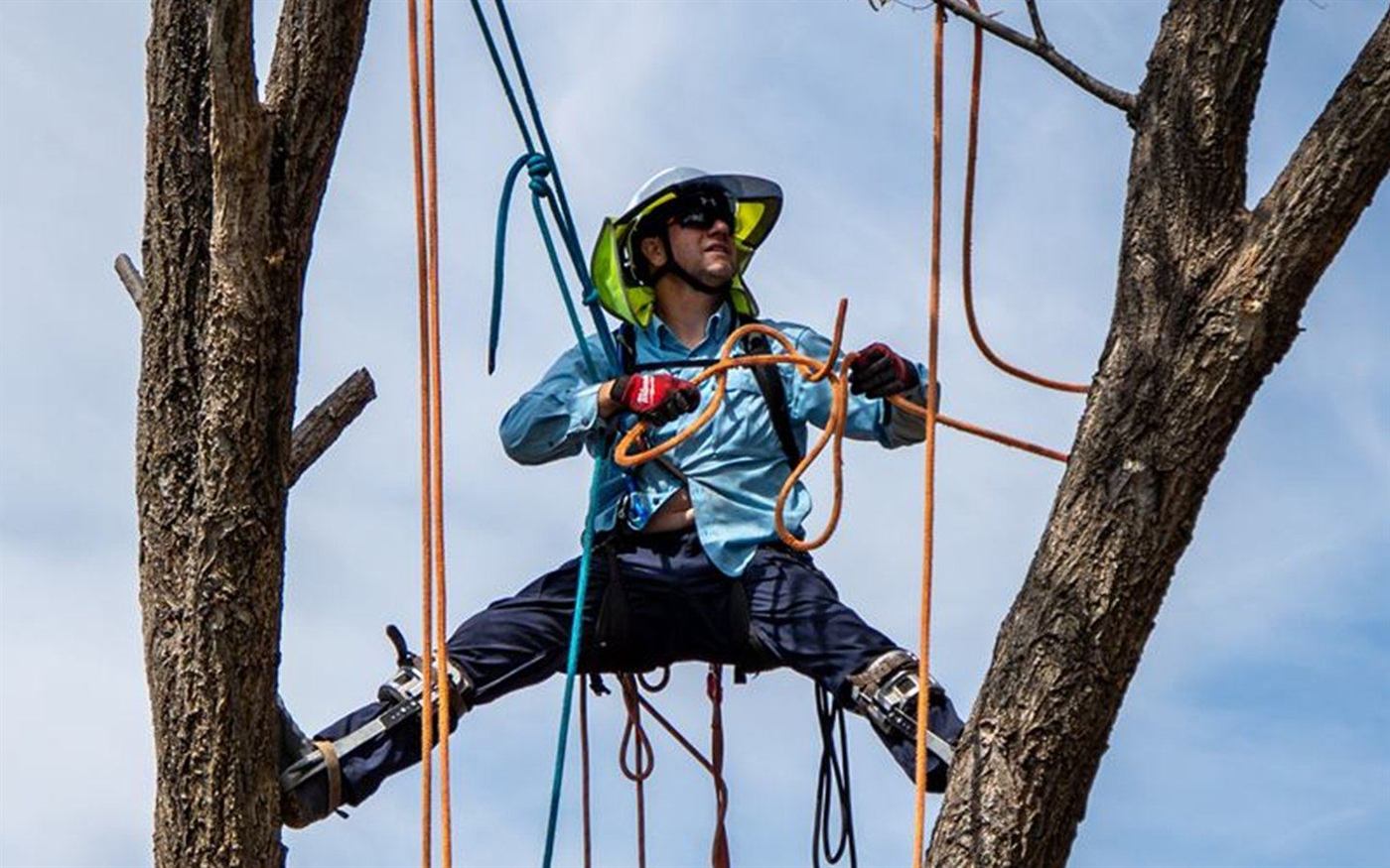 A tree climber doing the splits between two trunks