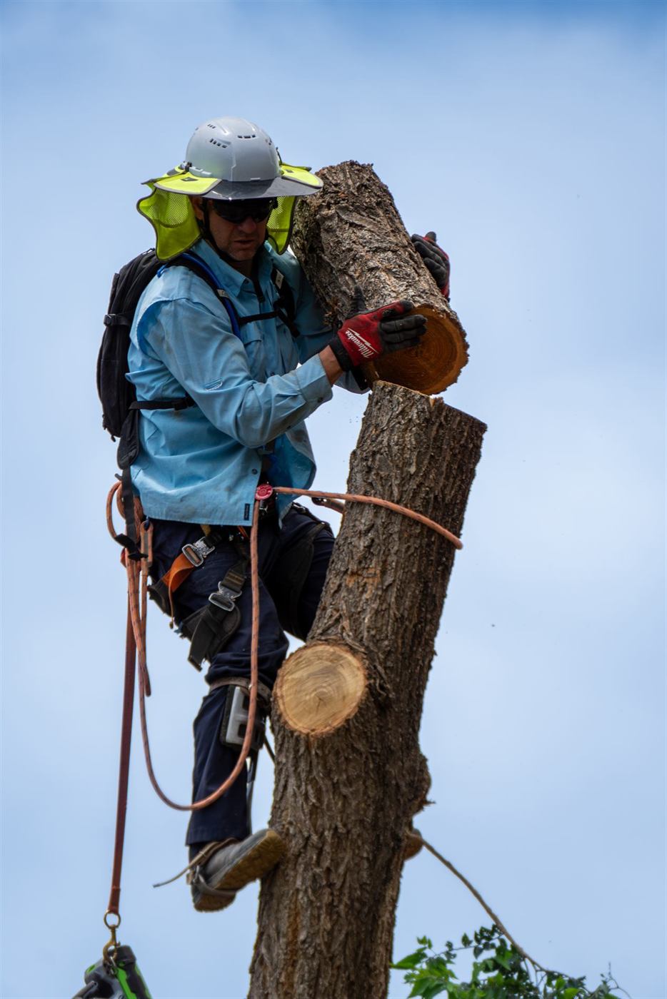 A climber tying off near the top of a cut trunk